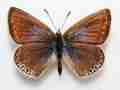 Polyommatus icarus (aberration) 2 (Internet Image property of respective owner, non-commercial use only)